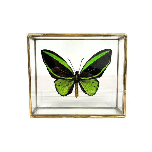 Ornithoptera priamus poseidon sp. (man) in glass box