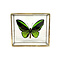 Ornithoptera priamus poseidon sp. (man) in glazen kistje