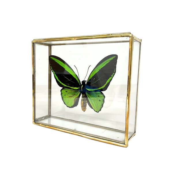 Ornithoptera priamus poseidon sp. (man) in glazen kistje