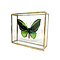 Ornithoptera priamus poseidon sp. (man) in glazen kistje