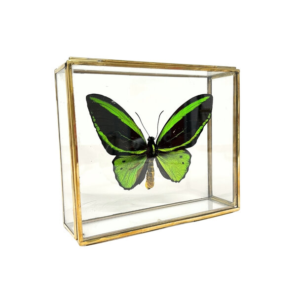 Ornithoptera priamus poseidon sp. (man) im Glaskasten