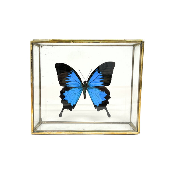 Papilio ulysses ulysses im Glaskasten