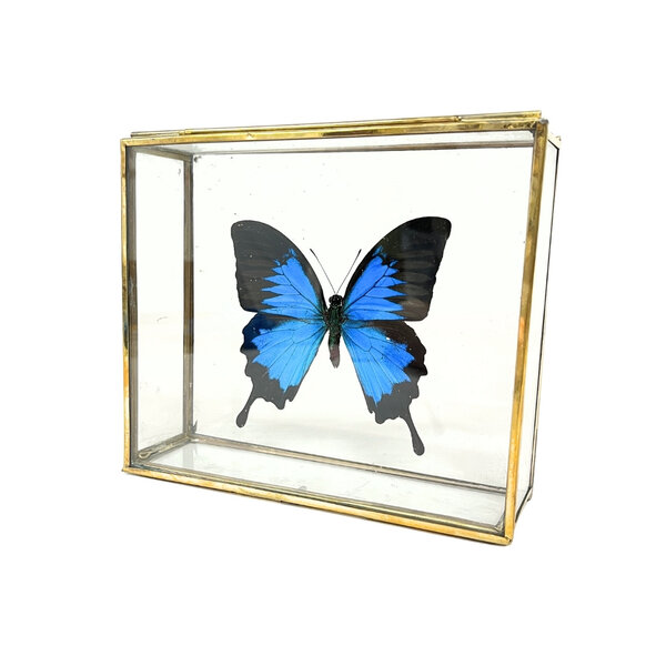Papilio ulysses ulysses in glass box