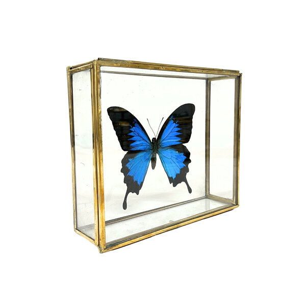 Papilio ulysses ulysses in glazen kistje