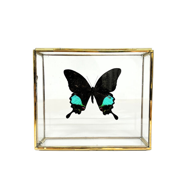 Papilio karna in glazen kistje