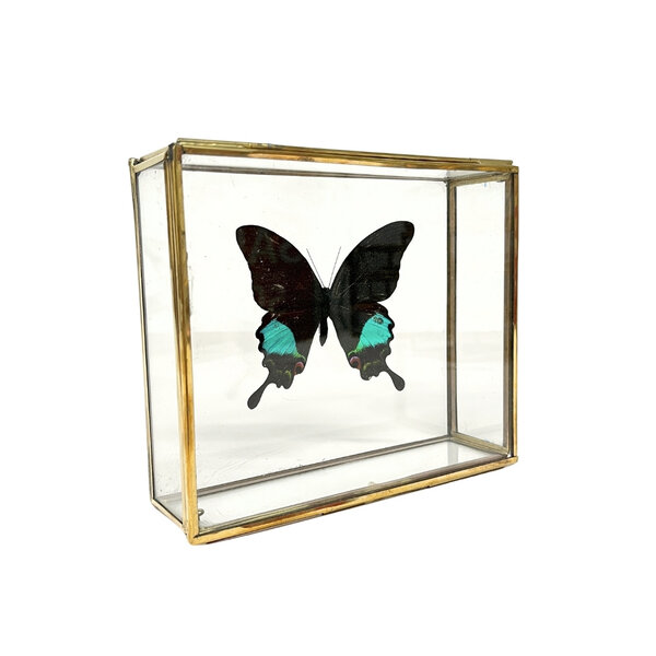 Papilio karna in glass box