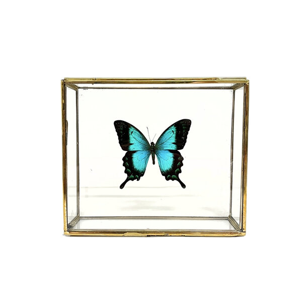 Papilio lorquinianus albertisi in glazen kistje