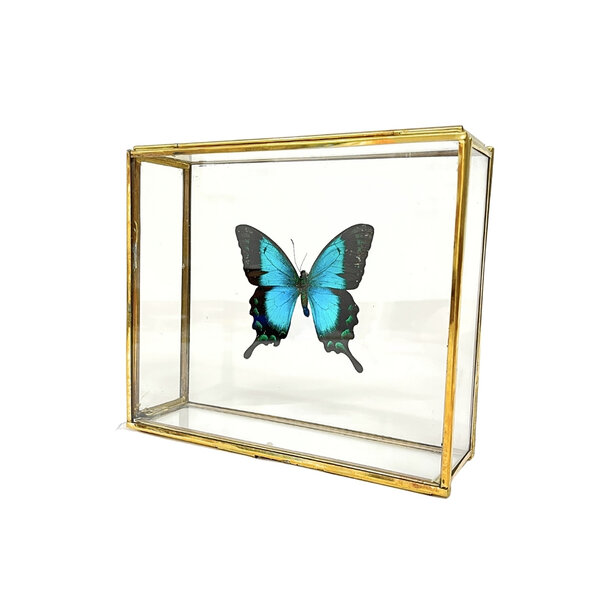 Papilio lorquinianus albertisi im Glaskasten