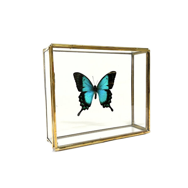 Papilio lorquinianus albertisi in glazen kistje