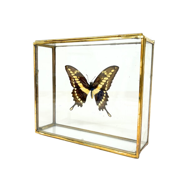 Papilio thoas cinyras im Glaskasten