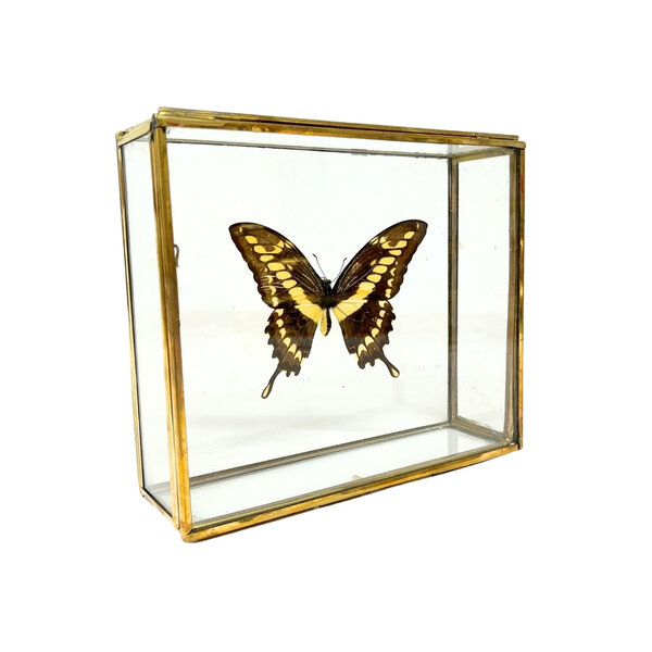 Papilio thoas cinyras im Glaskasten