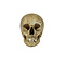 Human skull (C)
