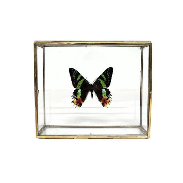 Urania ripheus - upperside in glass box