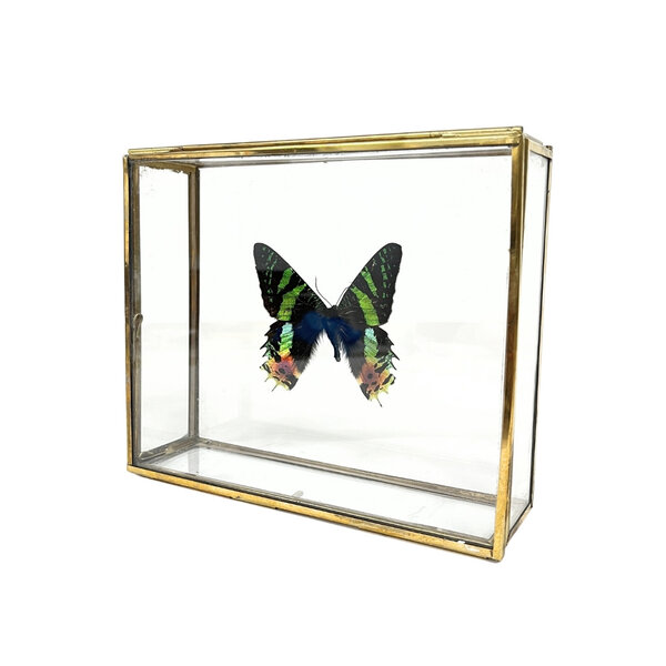 Urania ripheus - upperside in glass box