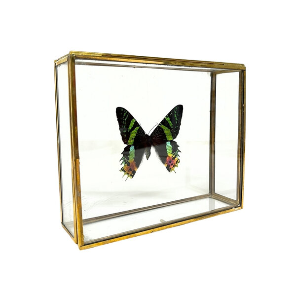 Urania ripheus - upperside in glass box