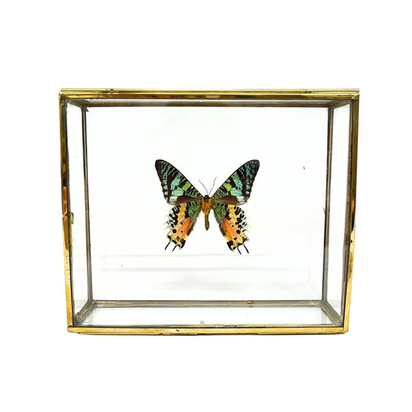 Urania ripheus - onderkant in glazen kistje