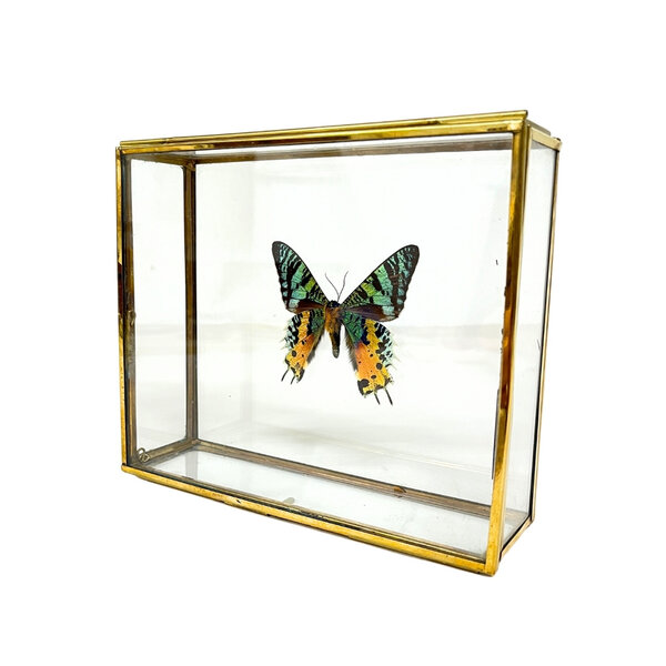 Urania ripheus - onderkant in glazen kistje