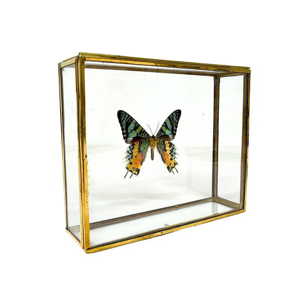 Urania ripheus - Unterseite  im Glaskasten