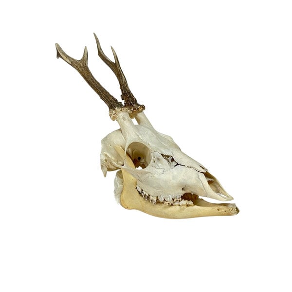 Skull of a Roe deer