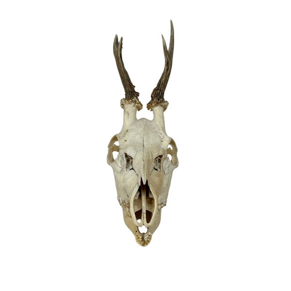 Skull of a Roe deer