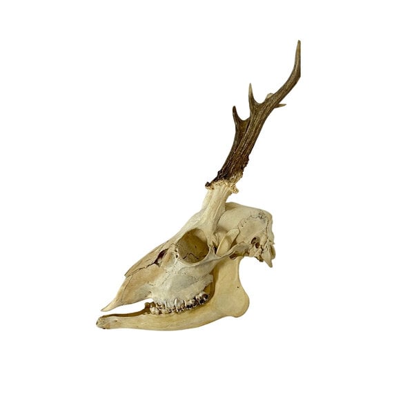 Skull of a Roe deer