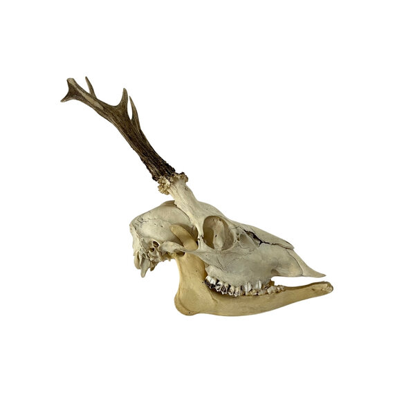 Skull of a Roe deer