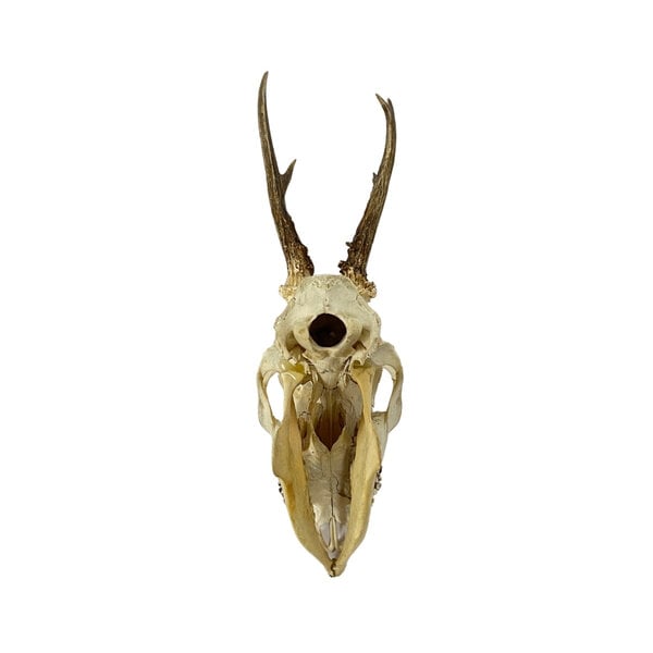 Skull of a Roe deer