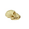 Skull of grivet ♂