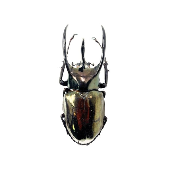 Chalcosoma atlas (man)