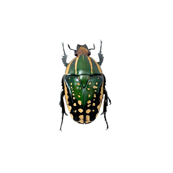 Mecynorrhina Polyphemus Confluens (vrouw)