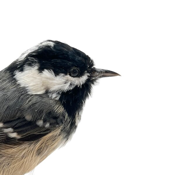 Mounted coal tit