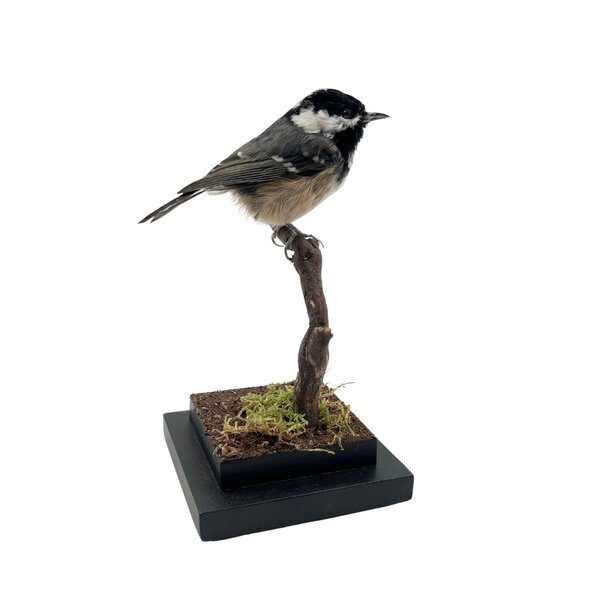 Mounted coal tit