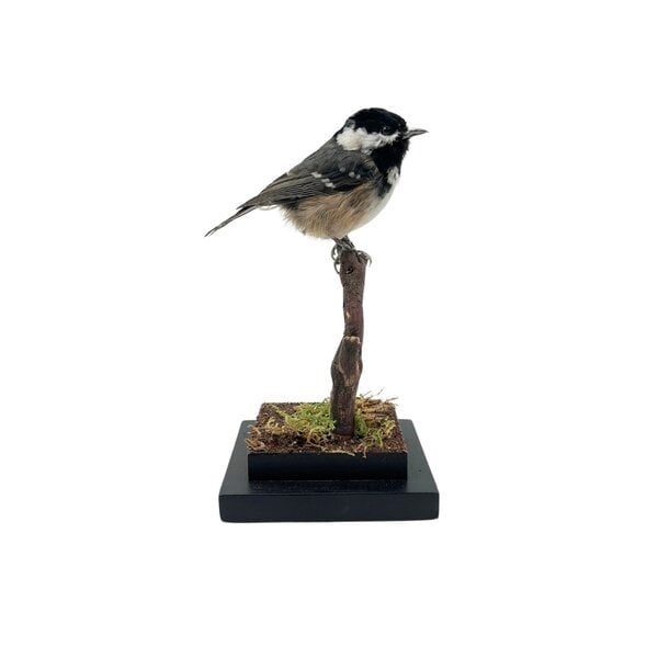 Mounted coal tit