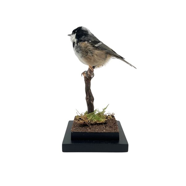 Mounted coal tit