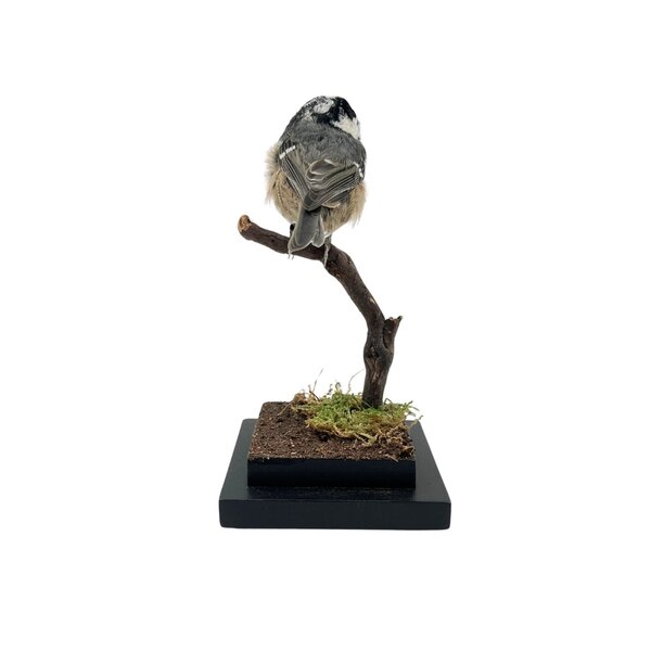 Tannenmeise Präparat