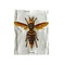 Asian giant hornet Queen - dried insect
