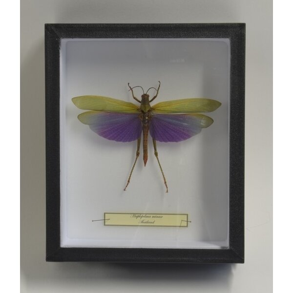 Titanacris albipes - female