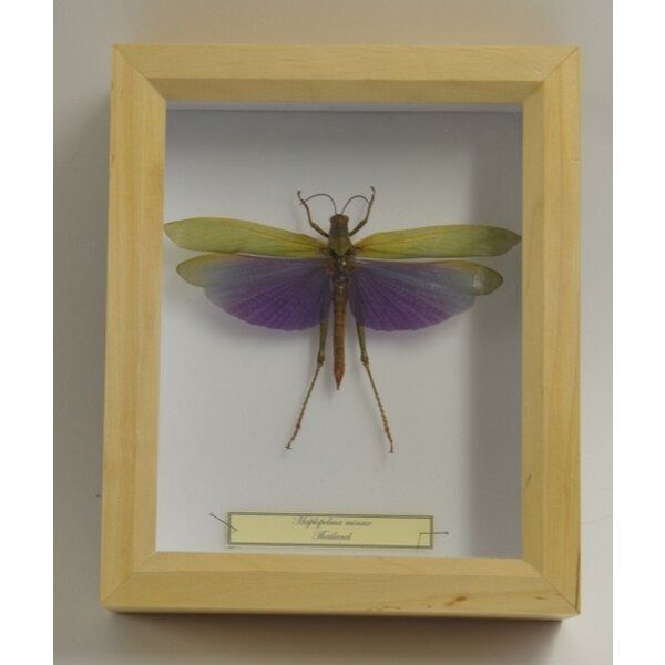 Titanacris albipes - female