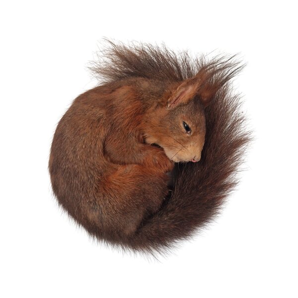 Opgezette rode eekhoorn