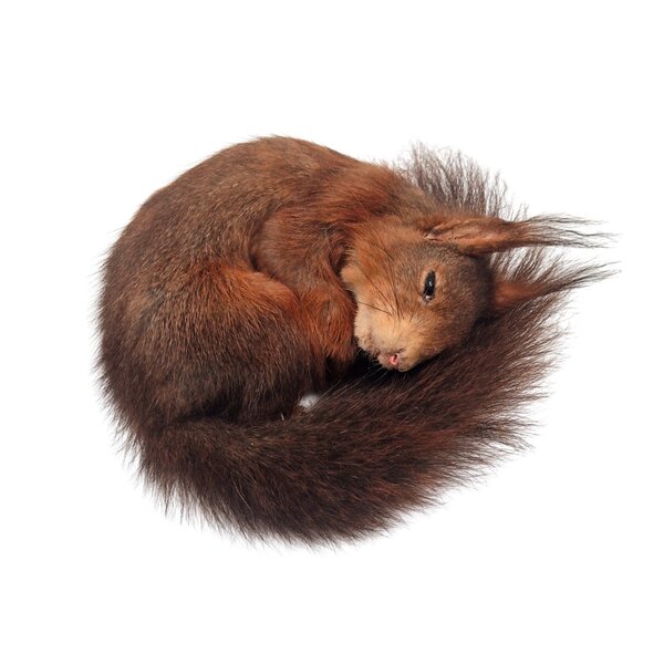 Opgezette rode eekhoorn