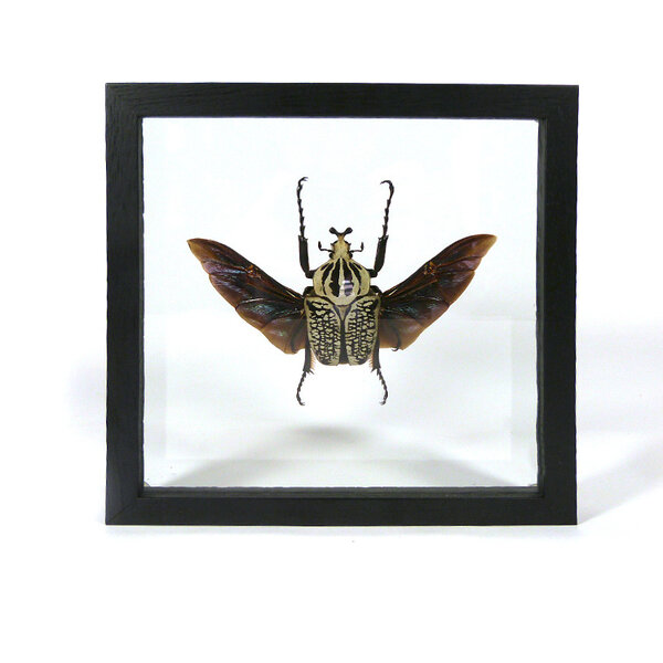 Goliathus orientalis (männlich) - fliegend