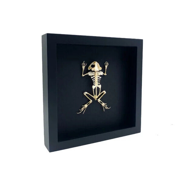 Kikkerskelet in elegante lijst (25 x 25 cm)