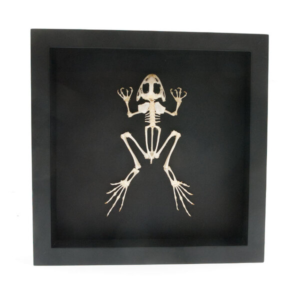 Froschskelett in eleganter Rahmen (25 x 25 cm)