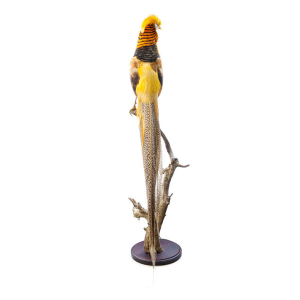 Mounted yellow golden pheasant