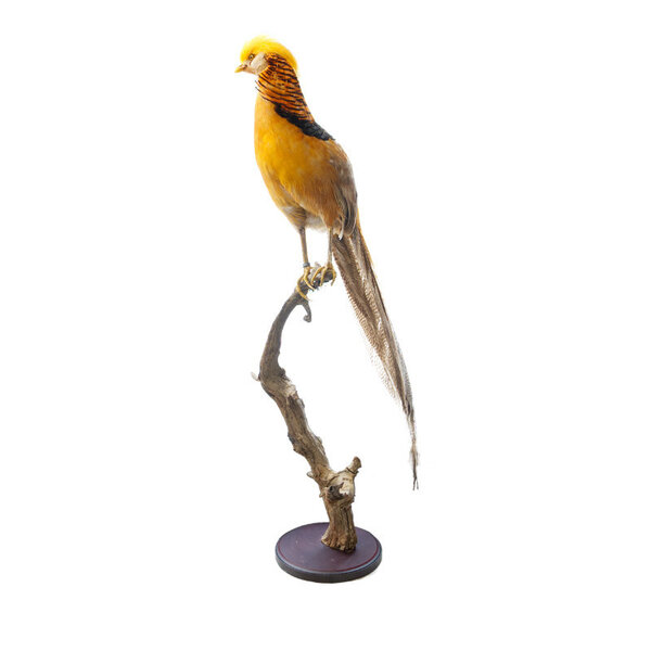 Mounted yellow golden pheasant
