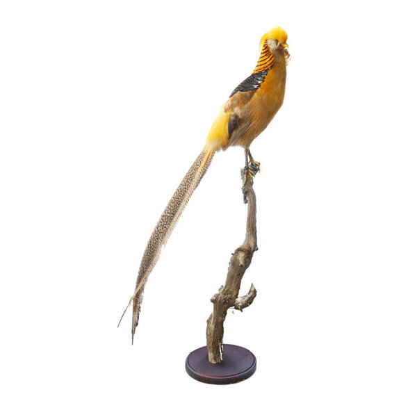 Opgezette gele goudfazant