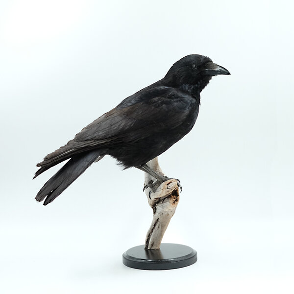Mounted crow (guest item)