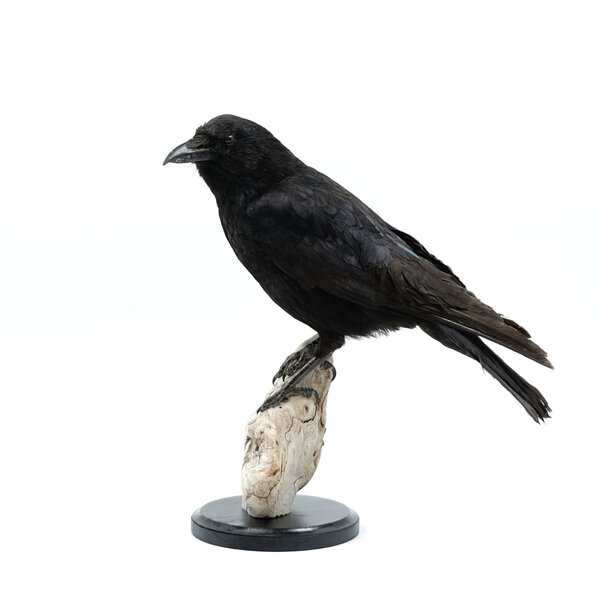 Mounted crow (guest item)