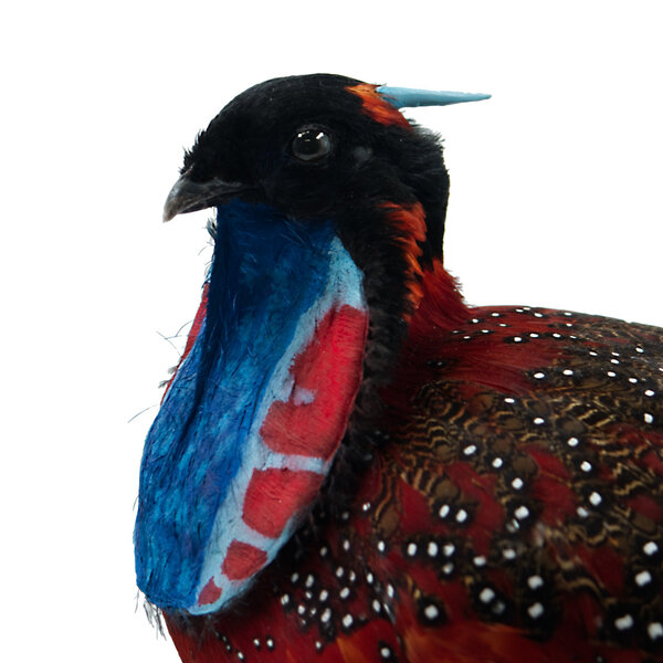 Mounted Satyr tragopan