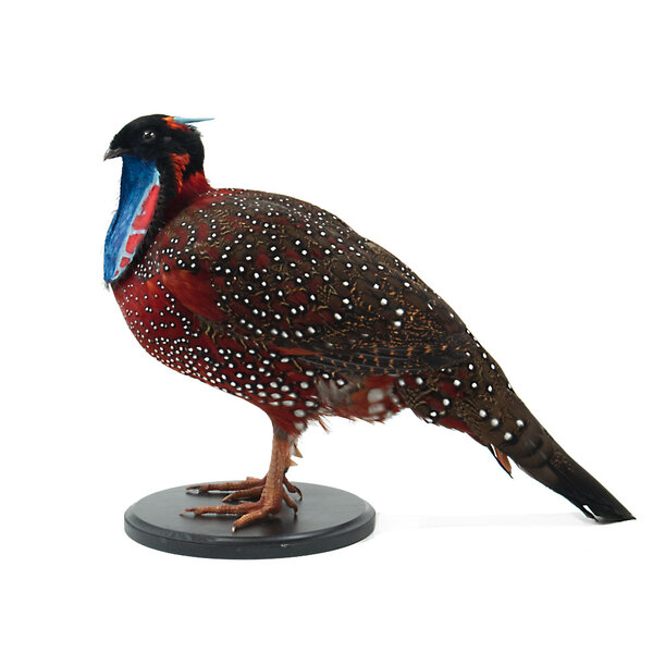 Opgezette Satyr Tragopan
